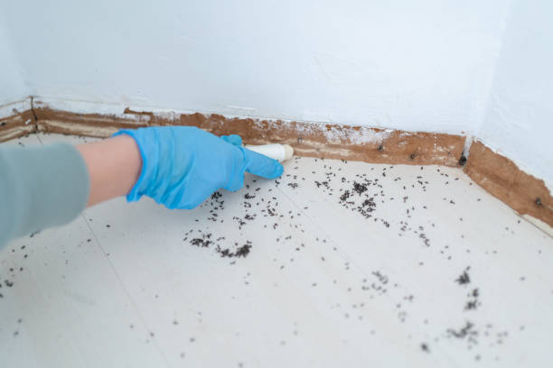 Wasp Removal Services in La Vista, NE